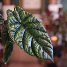 Load image into Gallery viewer, Alocasia 'Quilted Dreams'