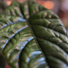 Load image into Gallery viewer, Alocasia 'Quilted Dreams'