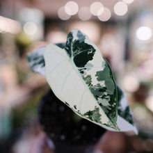 Load image into Gallery viewer, Alocasia &#39;Frydek&#39; Variegated
