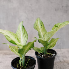 Load image into Gallery viewer, Dieffenbachia 'Camo'