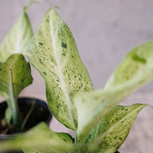 Load image into Gallery viewer, Dieffenbachia 'Camo'