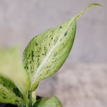 Load image into Gallery viewer, Dieffenbachia 'Camo'