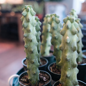 Boobie Cactus (Myrtillocactus geometrizans)