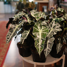 Load image into Gallery viewer, Alocasia 'Polly'