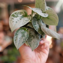 Load image into Gallery viewer, Scindapsus pictus 'Silvery Anne'