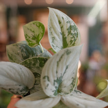 Load image into Gallery viewer, Scindapsus pictus 'Silvery Anne'