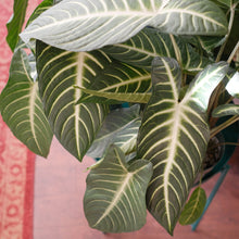 Load image into Gallery viewer, Xanthosoma lindenii magnificum