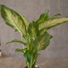 Load image into Gallery viewer, Dieffenbachia 'Camille'