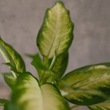 Load image into Gallery viewer, Dieffenbachia 'Camille'