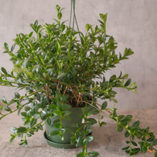 Load image into Gallery viewer, Goldfish Plant