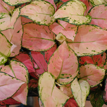 Load image into Gallery viewer, Aglaonema &#39;Pink&#39;
