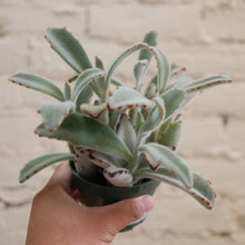 Load image into Gallery viewer, Kalanchoe tomentosa "Panda"