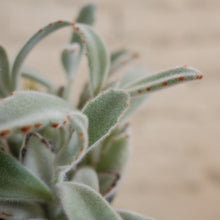 Load image into Gallery viewer, Kalanchoe tomentosa "Panda"