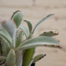 Load image into Gallery viewer, Kalanchoe tomentosa "Panda"