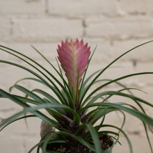 Load image into Gallery viewer, Pink Quill Plant