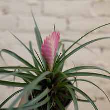 Load image into Gallery viewer, Pink Quill Plant