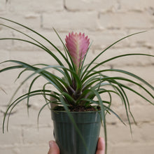 Load image into Gallery viewer, Pink Quill Plant