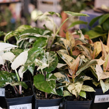 Load image into Gallery viewer, Syngonium podophyllum 'Albo'