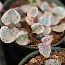 Load image into Gallery viewer, Variegated String of Hearts