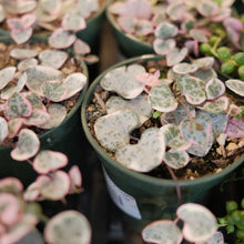 Load image into Gallery viewer, Variegated String of Hearts