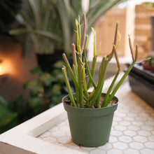 Load image into Gallery viewer, Firestick Cactus