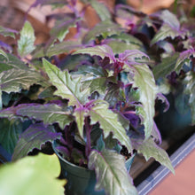 Load image into Gallery viewer, Purple Passion Plant