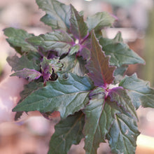 Load image into Gallery viewer, Purple Passion Plant