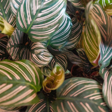 Load image into Gallery viewer, Calathea ornata