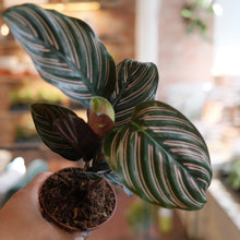 Load image into Gallery viewer, Calathea ornata