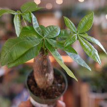 Load image into Gallery viewer, Money Tree
