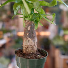 Load image into Gallery viewer, Money Tree