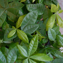 Load image into Gallery viewer, Money Tree