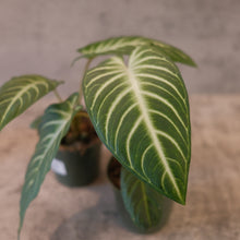 Load image into Gallery viewer, Xanthosoma lindenii magnificum