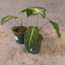 Load image into Gallery viewer, Xanthosoma lindenii magnificum