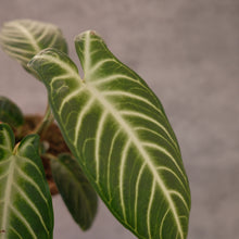 Load image into Gallery viewer, Xanthosoma lindenii magnificum