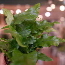 Load image into Gallery viewer, Crocodile Fern