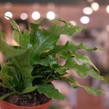 Load image into Gallery viewer, Crocodile Fern