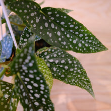 Load image into Gallery viewer, Begonia 'White Ice'