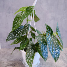 Load image into Gallery viewer, Begonia 'White Ice'