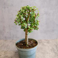 Load image into Gallery viewer, Elephant Bush Plant