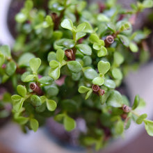 Load image into Gallery viewer, Elephant Bush Plant