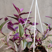 Load image into Gallery viewer, Tradescantia Nanouk