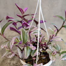 Load image into Gallery viewer, Tradescantia Nanouk