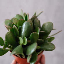 Load image into Gallery viewer, Jade Succulent Assorted
