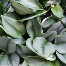 Load image into Gallery viewer, Scindapsus treubii 'Moonlight'