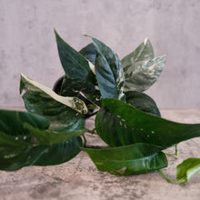Load image into Gallery viewer, Epipremnum pinnatum var.