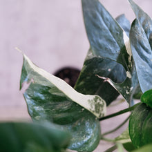 Load image into Gallery viewer, Epipremnum pinnatum var.