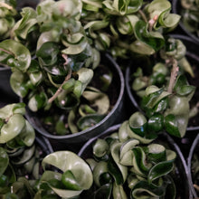 Load image into Gallery viewer, Hoya carnosa "Compacta"