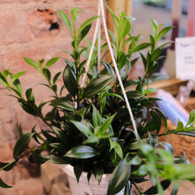 Load image into Gallery viewer, Lipstick japhrolepsis