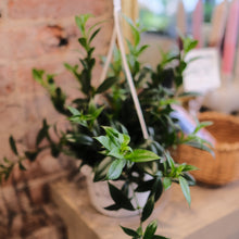 Load image into Gallery viewer, Lipstick japhrolepsis